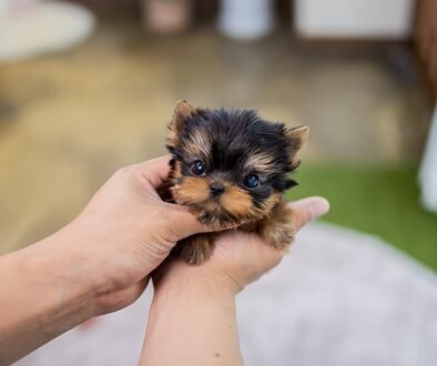 teacup puppies for sale