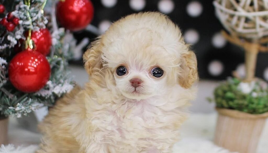 Teacup poodle for sale