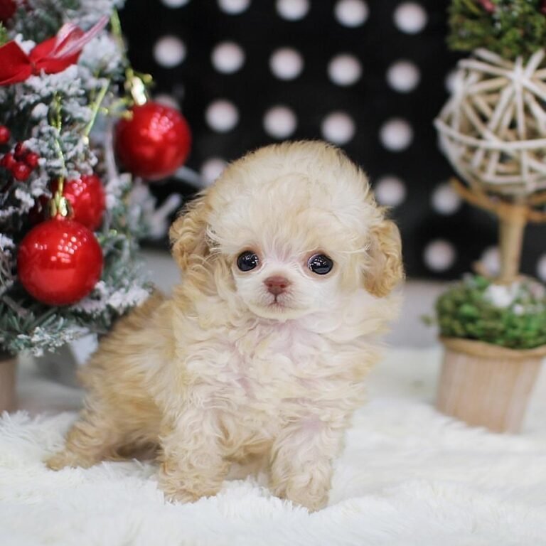 Teacup poodle for sale