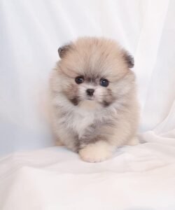 teacup pomeranian puppies for sale