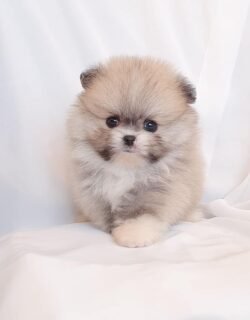 teacup pomeranian puppies for sale