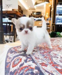 Briana Marvel teacup puppies- chihuahua