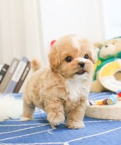 Bryan - maltipoo puppy - marvel teacup puppies