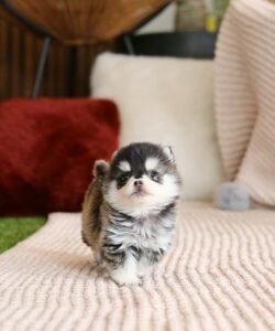 Capri female pomsky-Marvel Teacup puppies