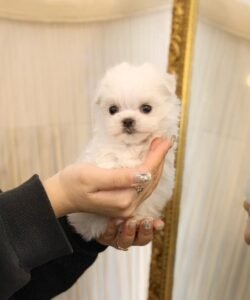 maltese puppies for sale near me