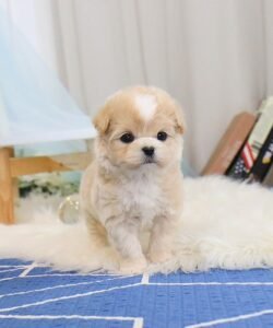 teacup maltipoo for sale near me