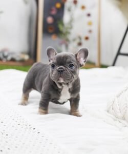 French bulldog puppies for sale