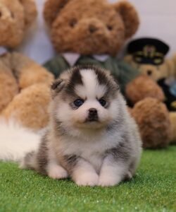 teacup pomsky puppies for sale