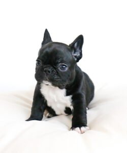 ivy- mini french bulldog