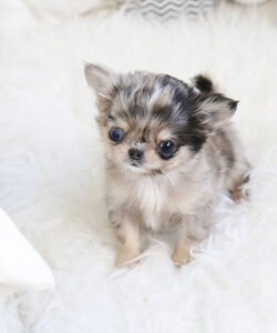 Jayce the teacup chihuahua- Marvel teacup puppies