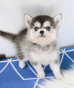 pomsky puppies for sale