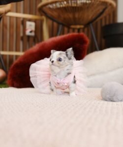 Nina teacup chihuahua