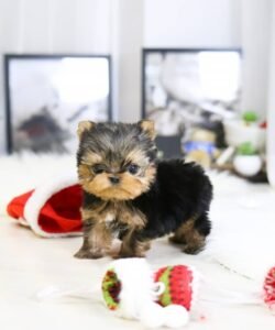 Teacup yorkie puppy for sale