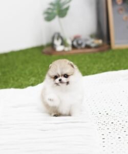 pixie the teacup pomeranian puppy