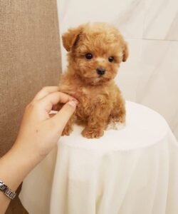 poodlw puppies for sale