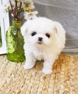 addy the maltese puppy-marvel teacup puppies