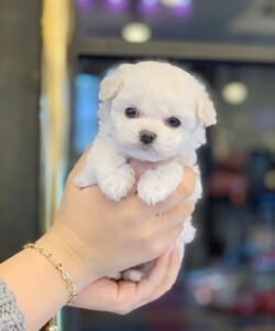 teacup maltese