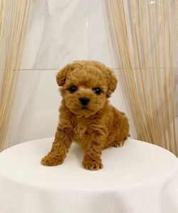 feame poodle gigi- marvel teacup p uppies