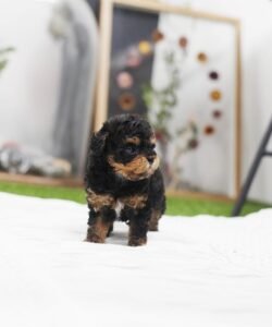 teacup poodle for sale