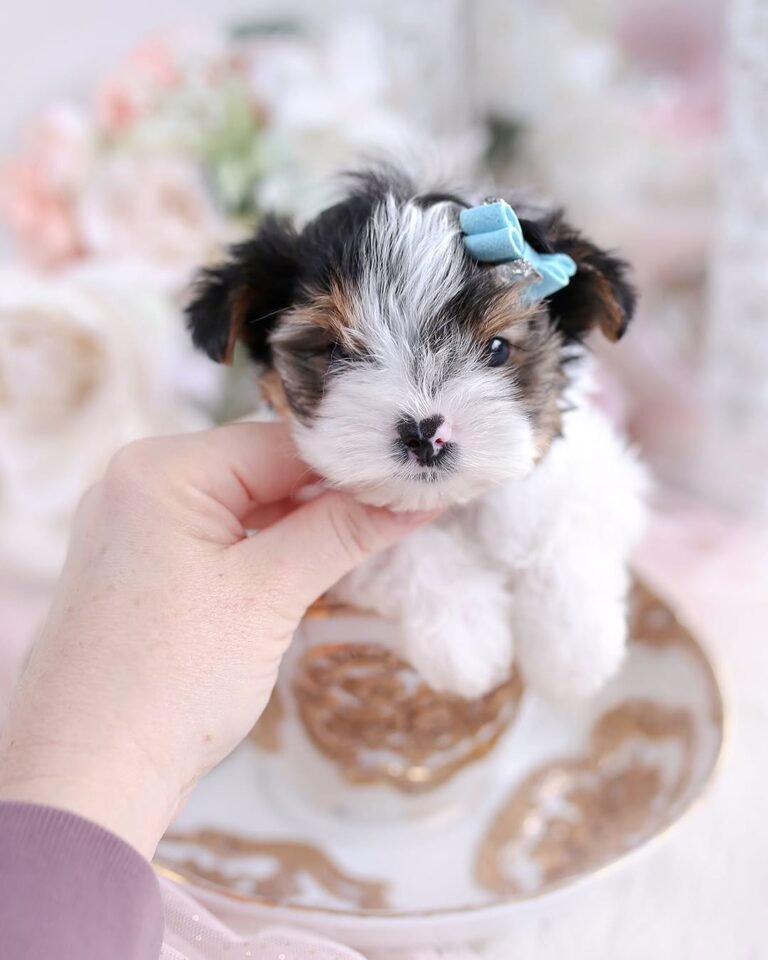 Why Choose a Teacup Puppy