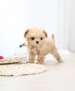 teacup maltese puppies for sale