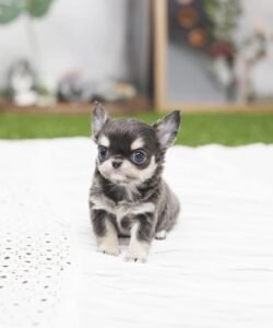 teacup chihuahua puppies near me