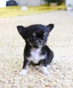 royce teacup chihuahua