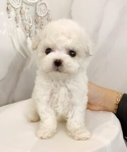 teacup poodle puppy for sale