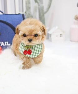 teacup Maltipoo puppies for sale