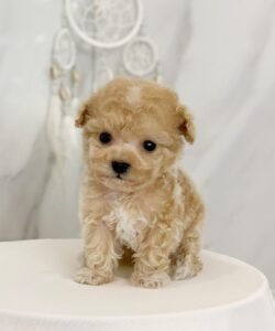 teacup poodle